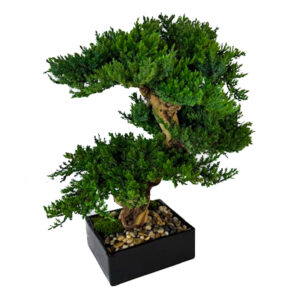 Preserved Triple Monterey Bonsai
