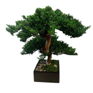 Double Monterey Bonsai