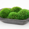 Mossed Bread Bowls (40", 29" 20" & 9") - Image 9