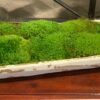Mossed Bread Bowls (40", 29" 20" & 9") - Image 5