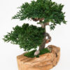 Double Bonsai in Wood Bowl