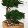 Double Bonsai in Wood Bowl - Image 3