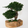 Double Bonsai in Wood Bowl - Image 2