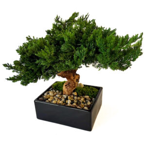 Single Preserved Monterey Bonsai