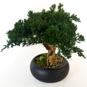 Preserved Bonsai in 8" Mango Wood Bowl Blk/Natural
