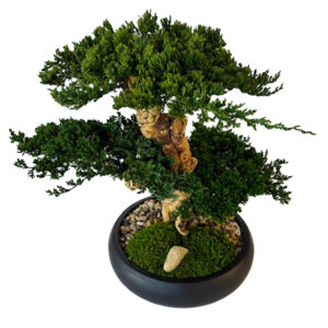 Preserved Triple Bonsai Tree in 13" Mango Wood Bowl