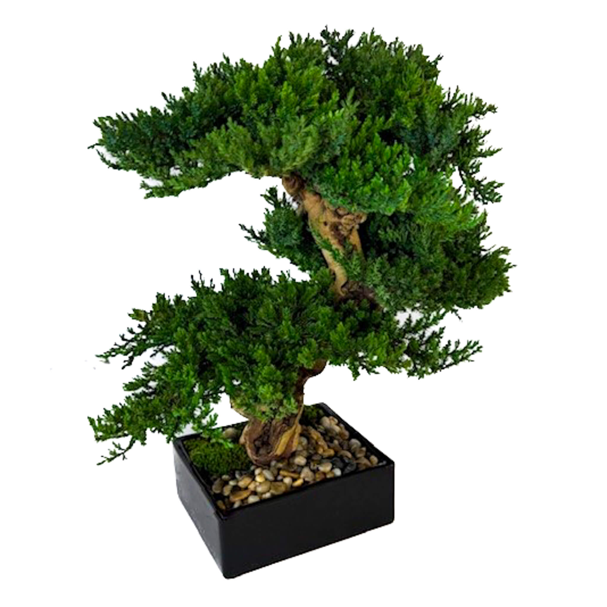 Forever Green Art Preserved Traditional Bonsai