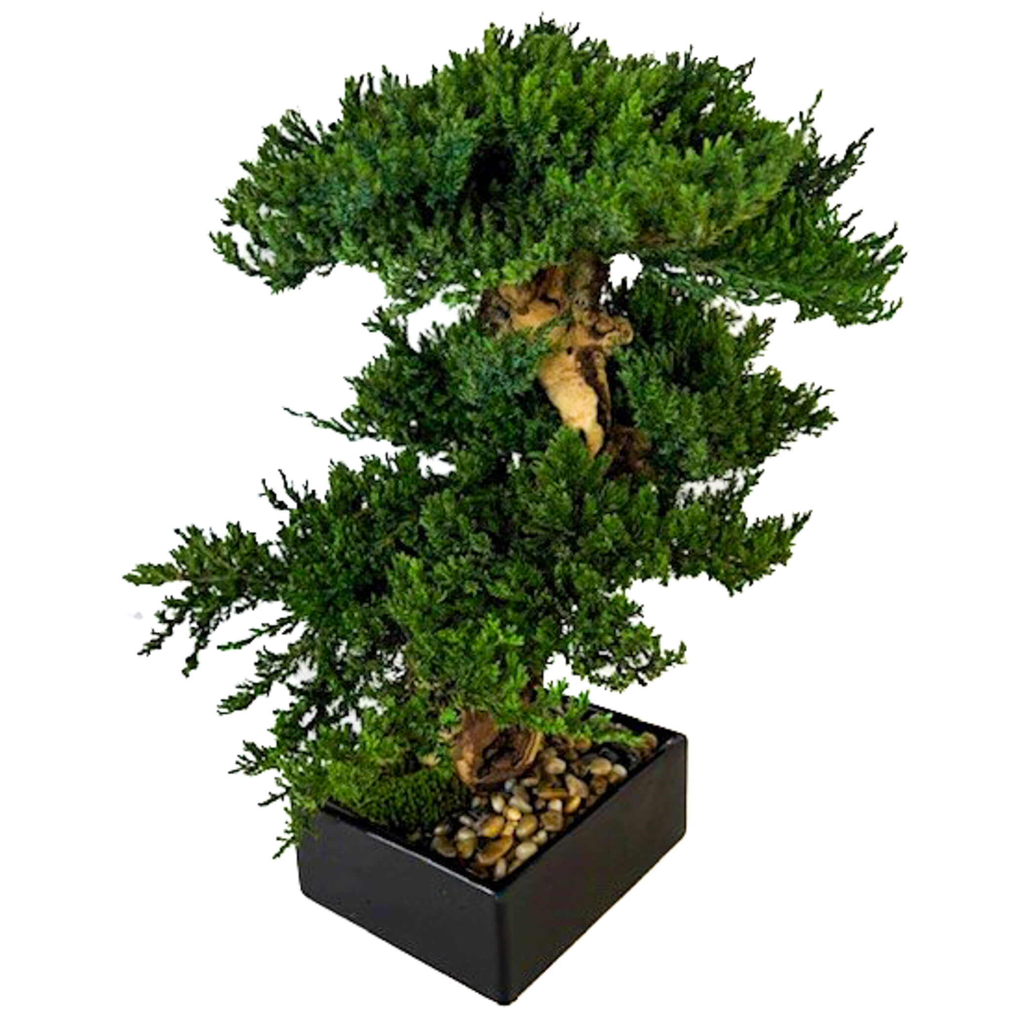 Preserved Triple Monterey Bonsai - Image 2