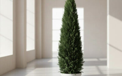 Preserved Emerald Green Arborvitae – 20″ to 84″ Tall