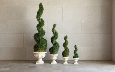 Preserved Classic Spirals