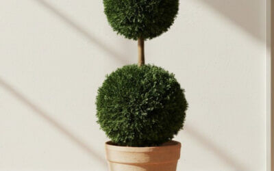 Preserved Ball Topiary Collection