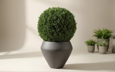 Preserved Juniper & Boxwood Globe Collection