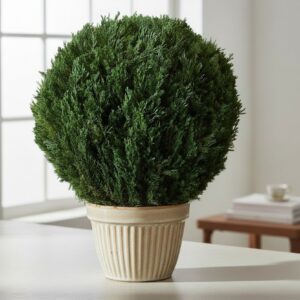 Preserved Juniper & Boxwood Globe Collection