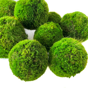 Preserved Moss Balls (4", 5" & 6")