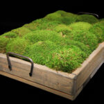 Moss Trays (Small, Medium & Large) - Image 5