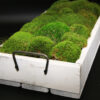 Moss Trays (Small, Medium & Large)