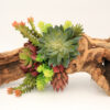 Cacti Succulent Log - Image 2