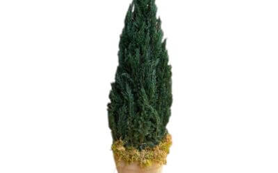 Preserved Juniper Natural Tree 20″-84″