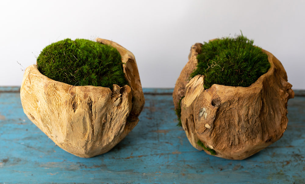 Moss and Decorative Wood