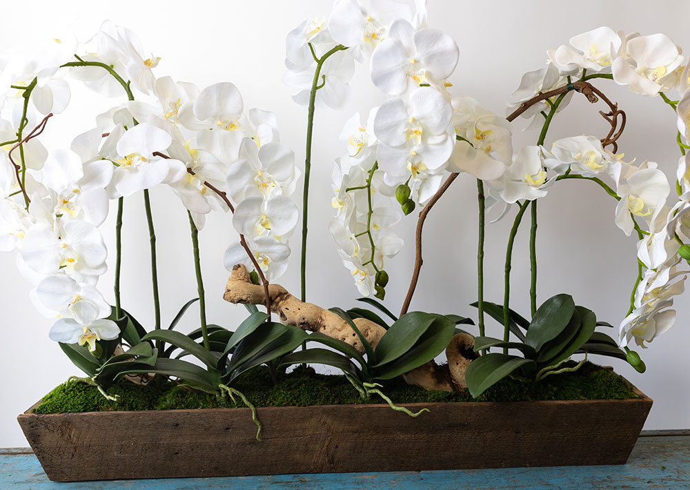 Orchids and Botanicals