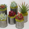 Succulent Tin (set of 6)
