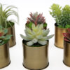 Succulent Tin (set of 6) - Image 2