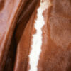 Cowhide Pack of 5 - Image 2