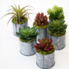 Succulent Tin (set of 6) - Image 3