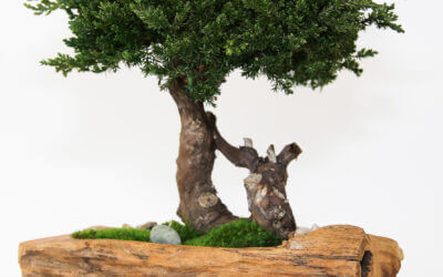 Single Preserved Juniper Bonsai in Live Edge Teak Bowl