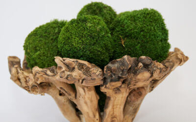 Branchy Bowl with Moss Balls