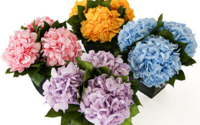 Hydrangeas in Azar