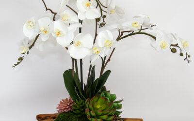 Live Edge Triple Orchid