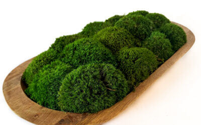 Moss Medium Mango Wood Bowl