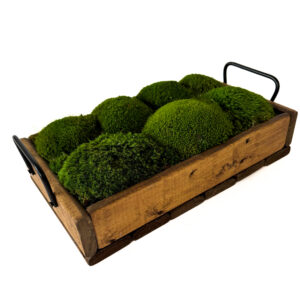 Handmade Pine Wood Tray with Preserved Mood Moss – 14.5"