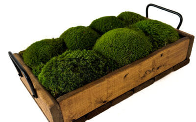 Handmade Pine Wood Tray with Preserved Mood Moss – 14.5″