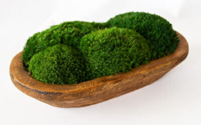 Preserved Moss Petite Wooden Dish