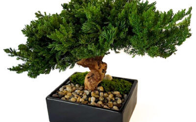 Single Preserved Monterey Bonsai