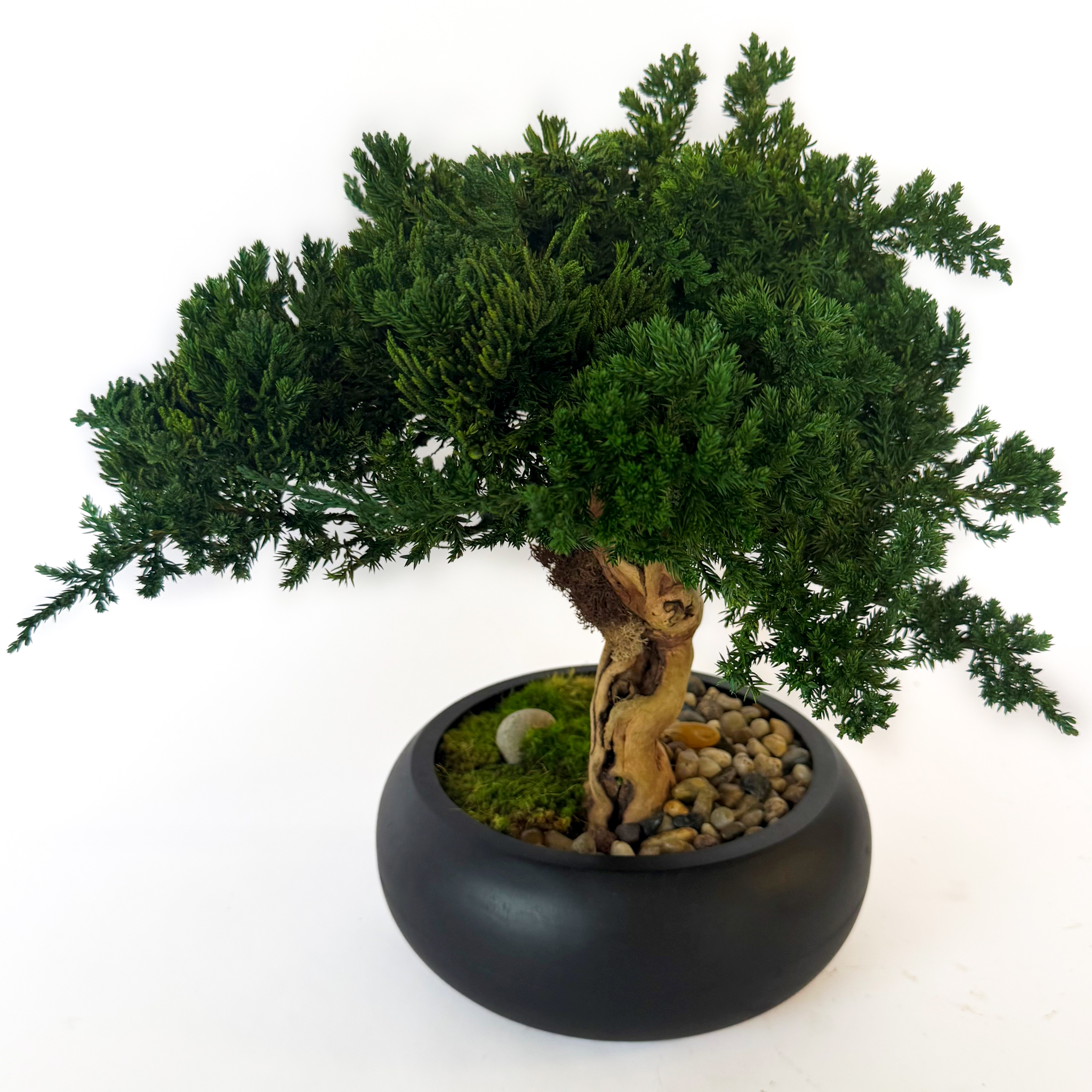 Preserved Bonsai in 8″ Mango Wood Bowl Blk/Natural