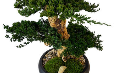 Preserved Triple Bonsai Tree in 13″ Mango Wood Bowl