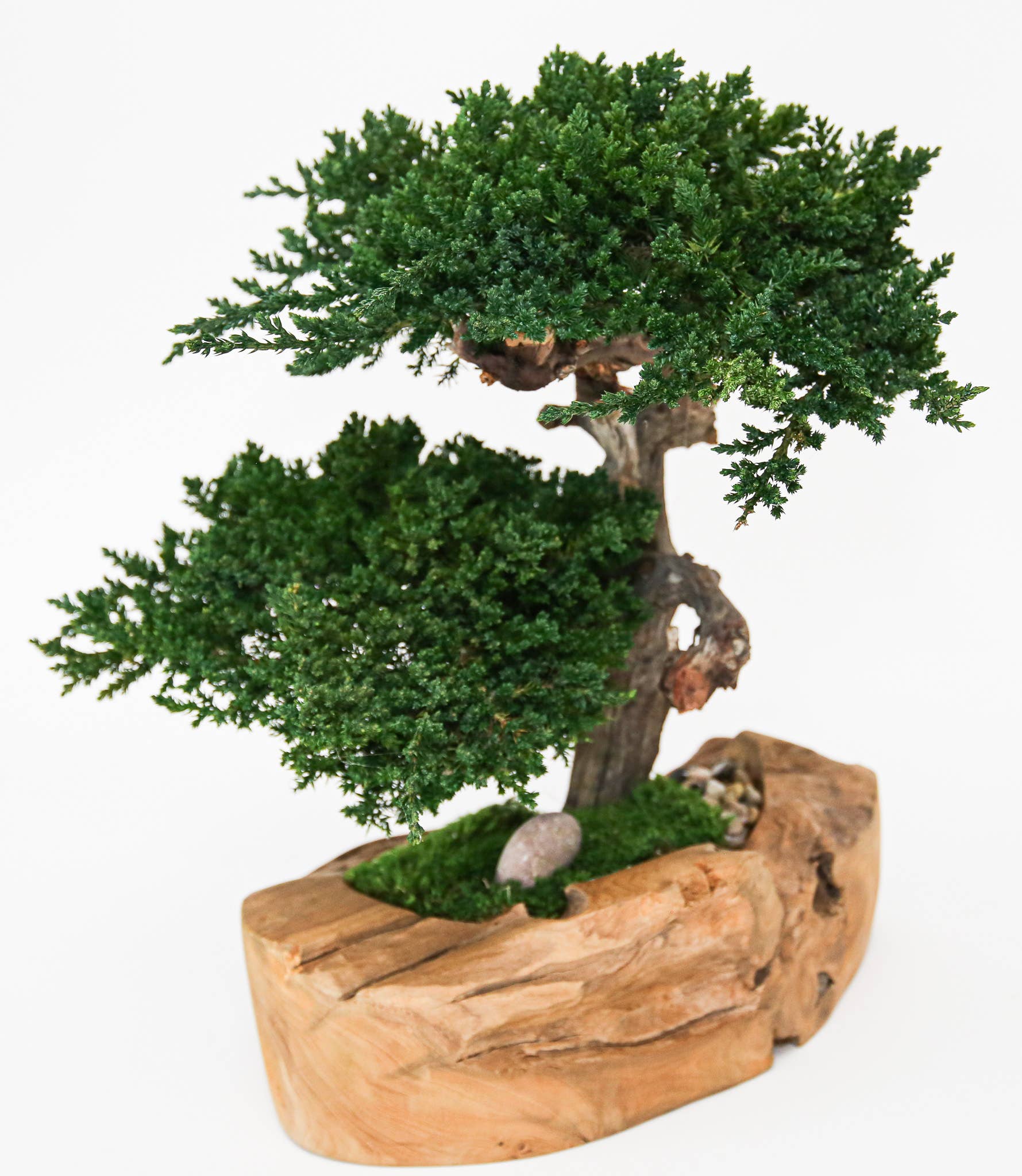 Double Preserved Juniper Bonsai in Live Edge Teak Bowl - Image 3