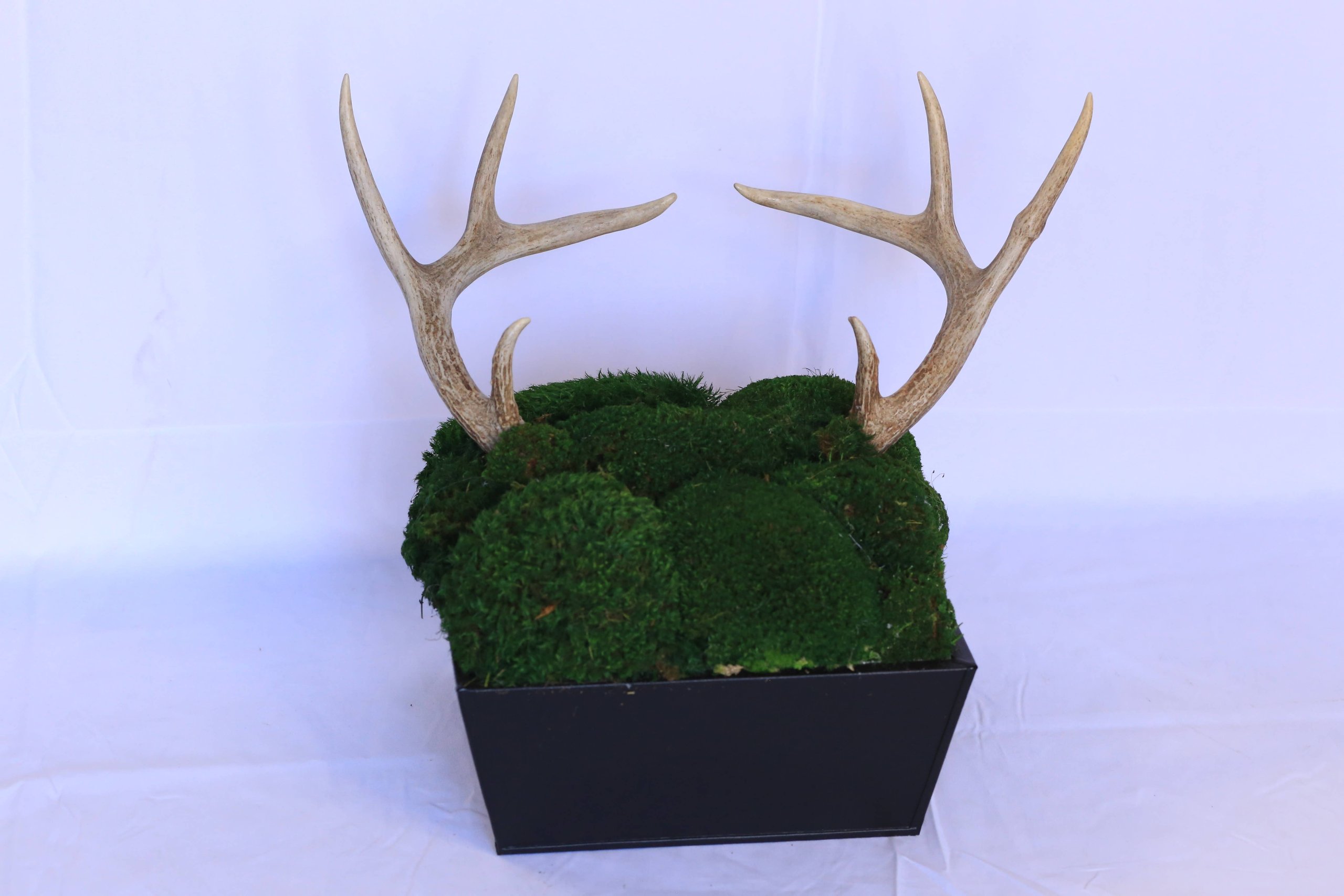 Moss Antlers
