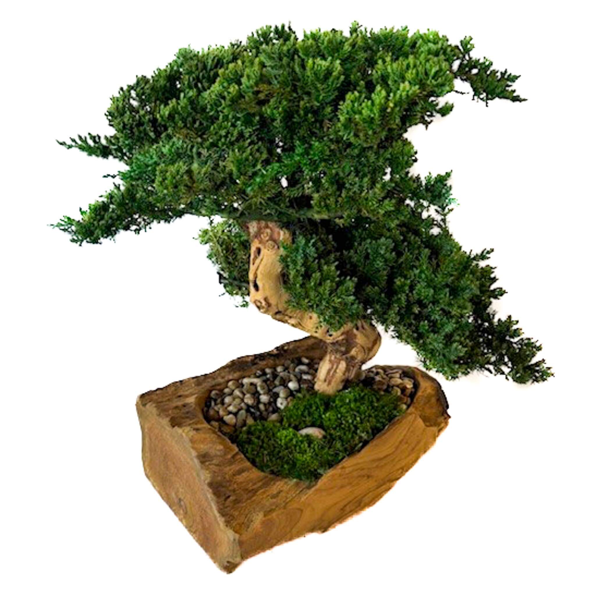 Double Preserved Juniper Bonsai in Live Edge Teak Bowl