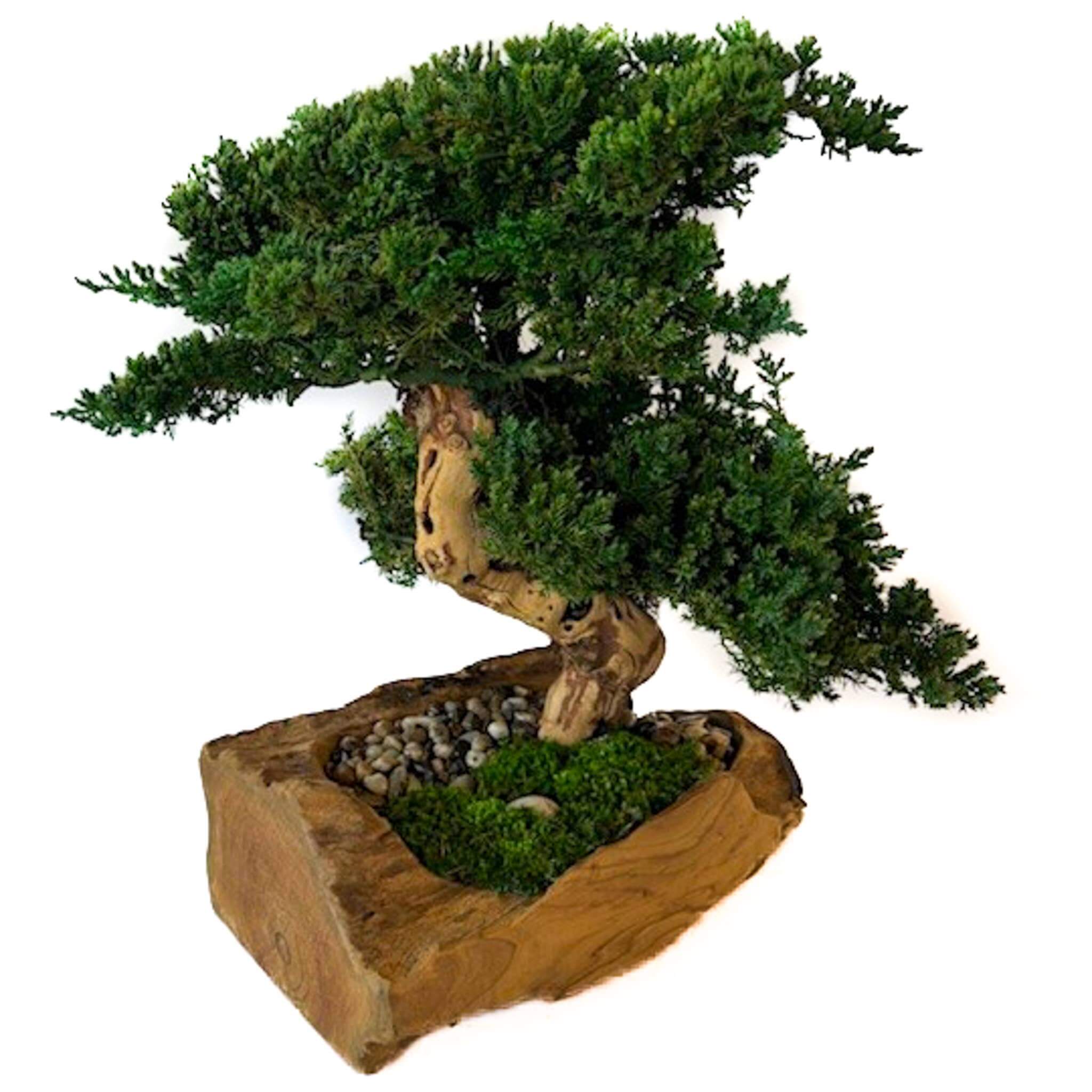 Double Preserved Juniper Bonsai in Live Edge Teak Bowl - Image 6