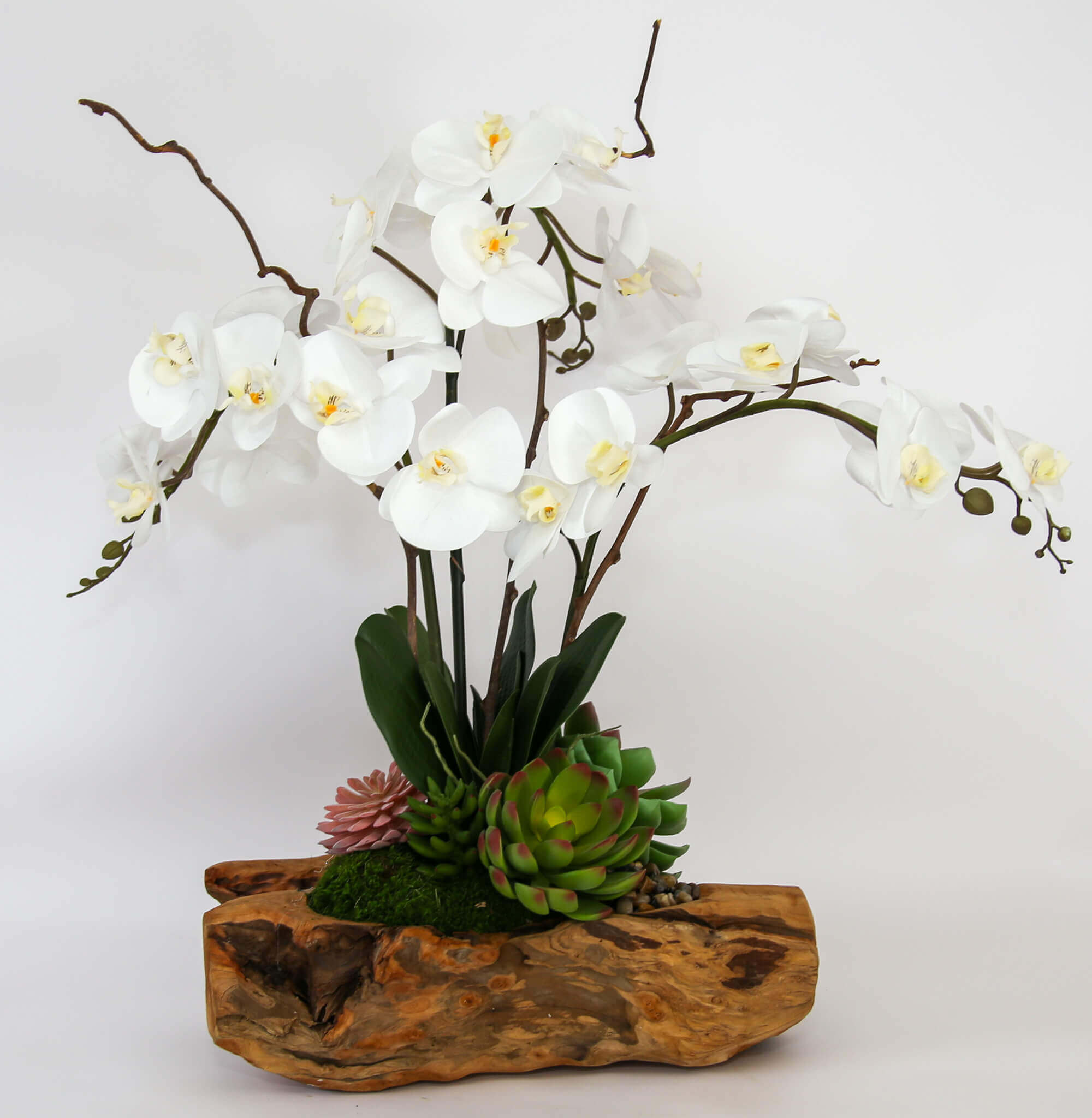 Orchids and Botanicals