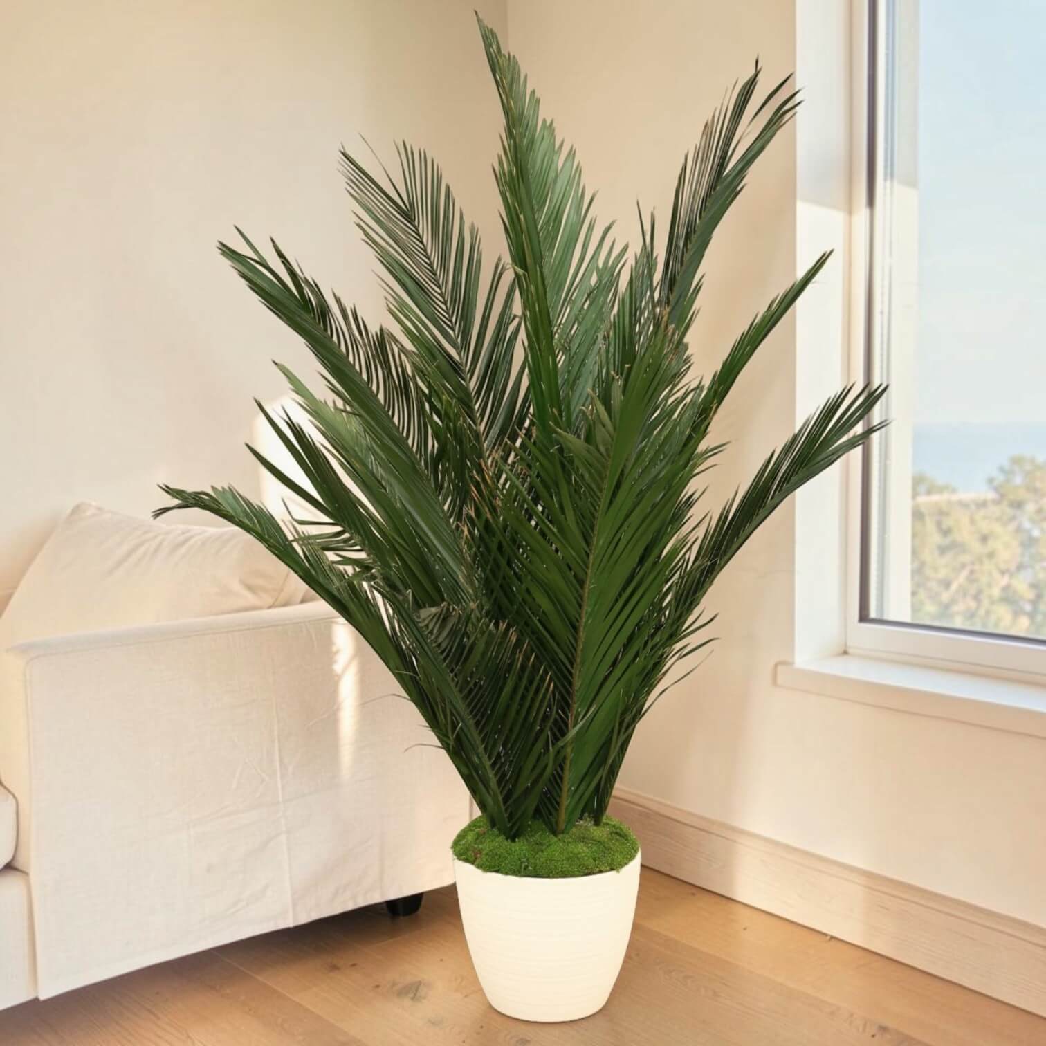 Preserved palm in a white planter styled in a living room