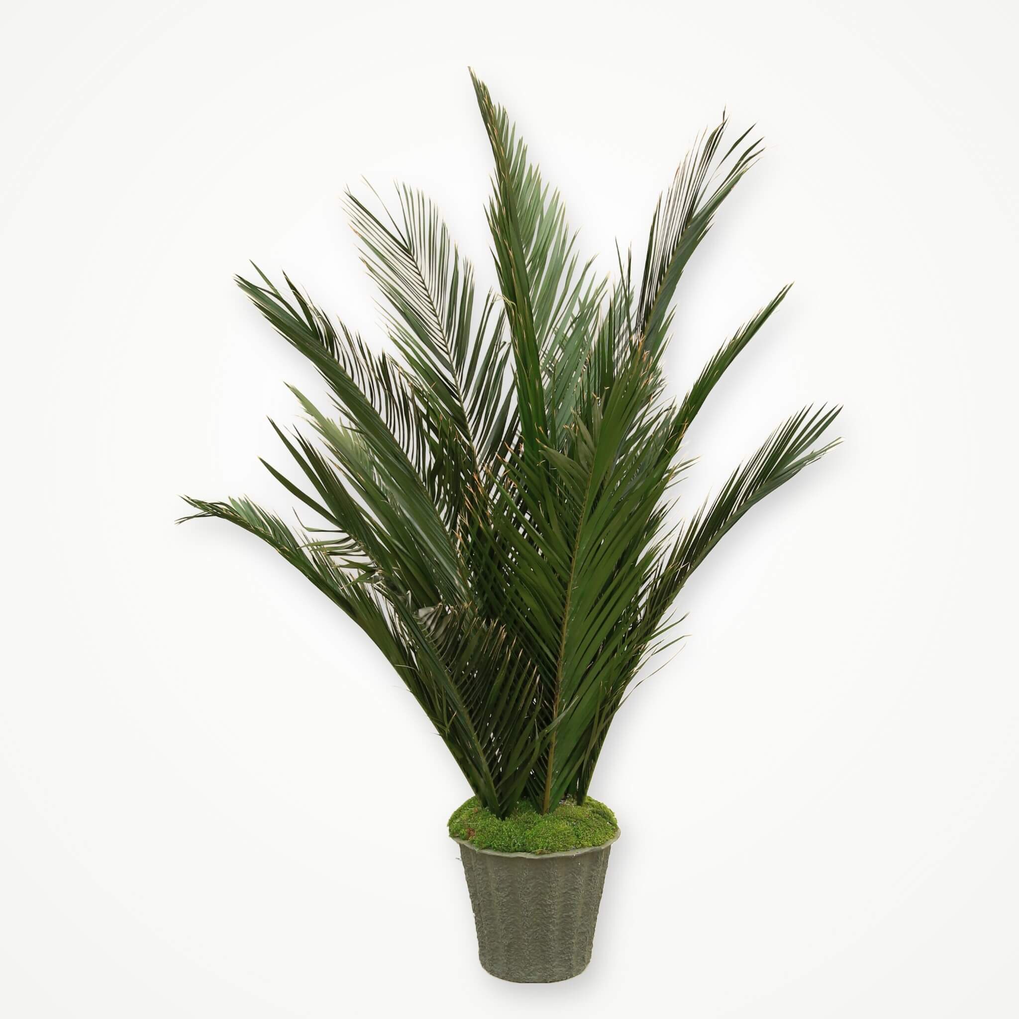 Palms