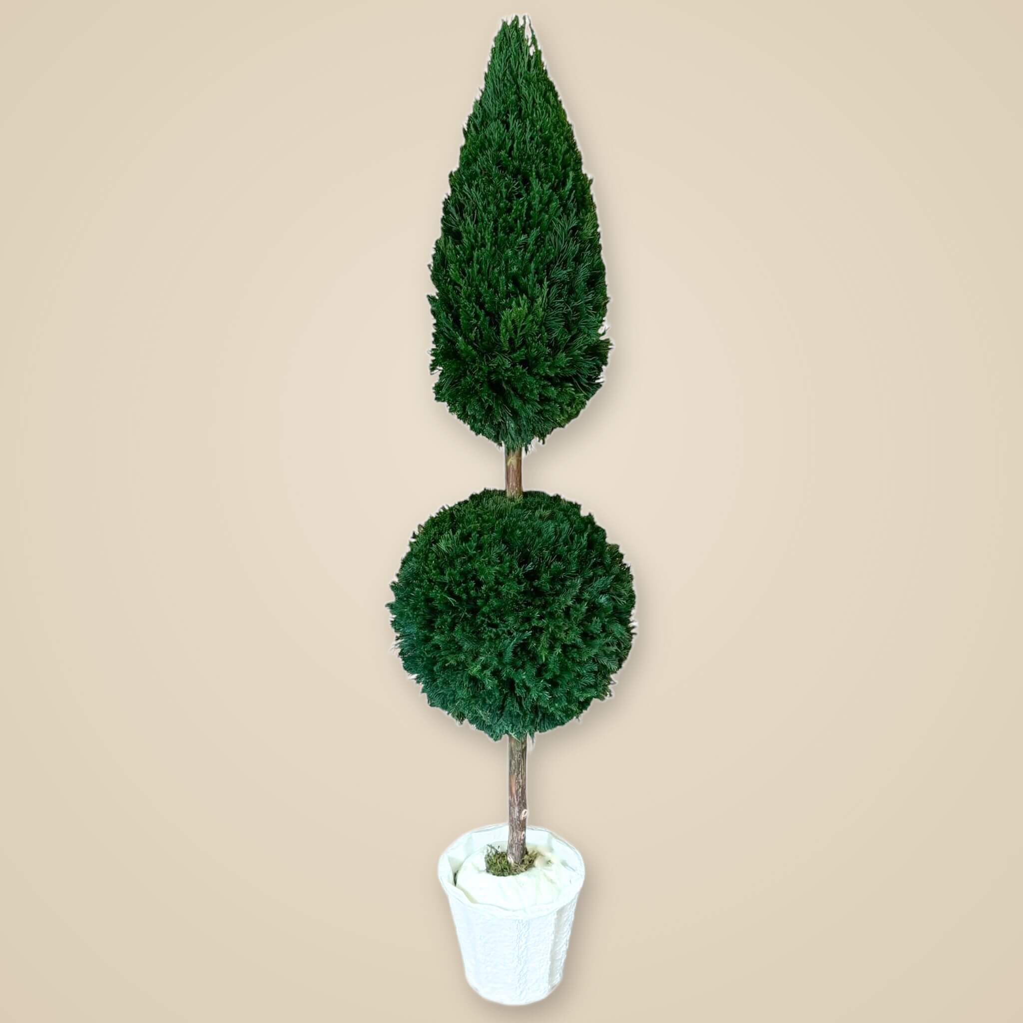 Preserved Topiary Tree and Hedge