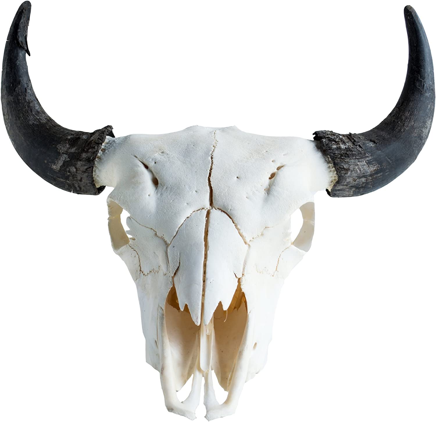 Skulls