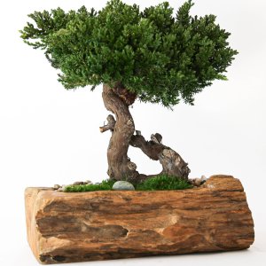 Single Preserved Juniper Bonsai in Live Edge Teak Bowl
