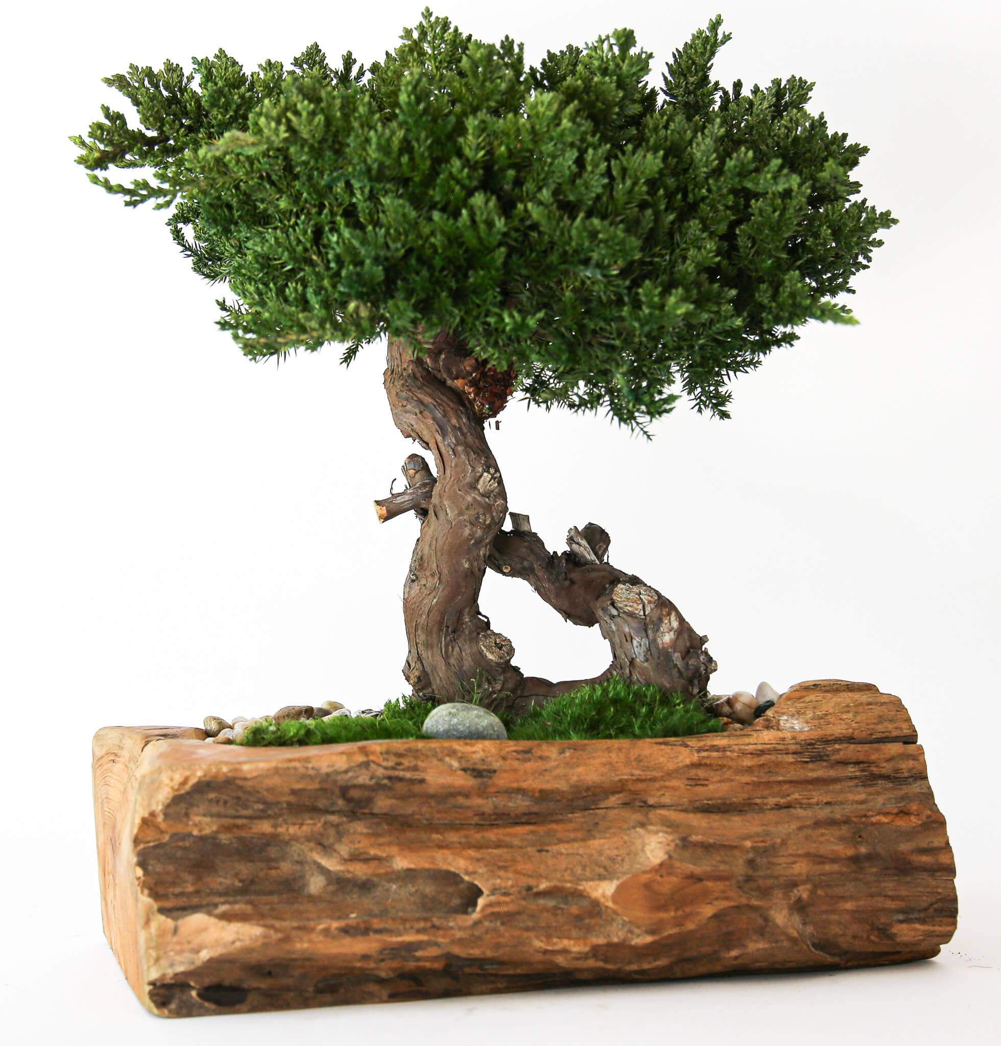 Single Preserved Juniper Bonsai in Live Edge Teak Bowl